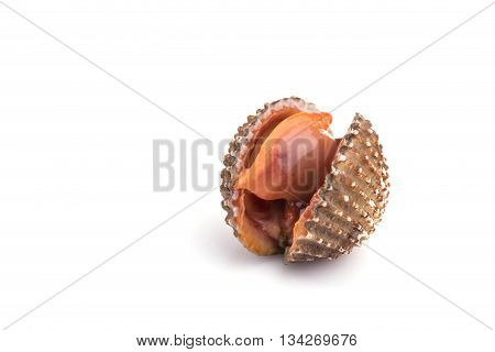 Raw Blood Cockle Isolated On White Background
