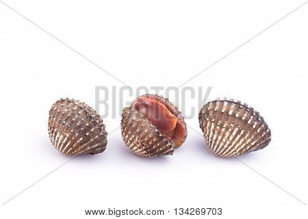 Raw Blood Cockle Isolated On White Background
