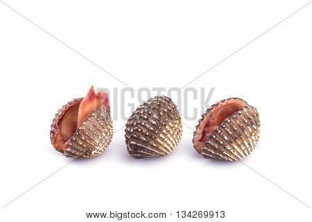 Raw Blood Cockle Isolated On White Background