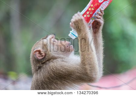 Phuket, Thailand - May 26 : A Monkey Holding And Drinking Softdrink In The Park At To Sae Hill In Ph