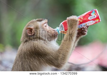 Phuket, Thailand - May 26 : A Monkey Holding And Drinking Softdrink In The Park At To Sae Hill In Ph