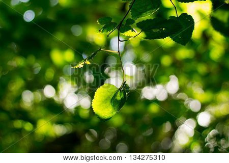 Green leaf hanging from a tree on a green background unfocused