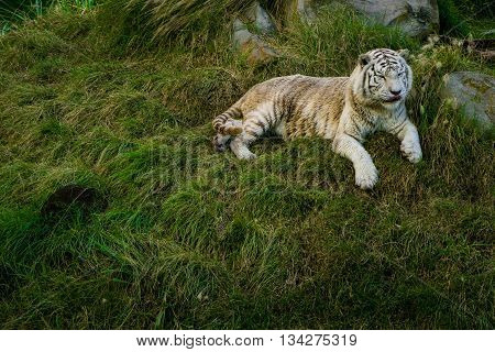 A white tiger resting on green grass