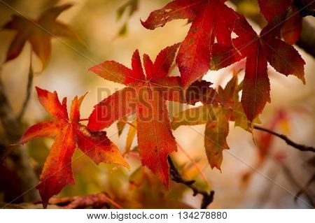photo of dried leaves of a tree in autumn