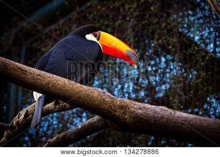 photo of a toucan perched on a tree branch