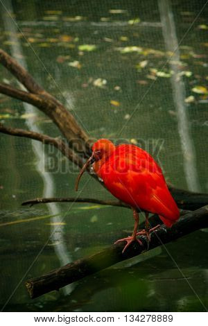 photo of a red bird perched on a branch