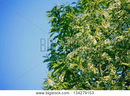 Spring background with fragrant bird cherry blossoms lighted sunshine blue clear sky