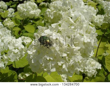 European cranberrybush 'Roseum' white flowers with green chafer beetle.
