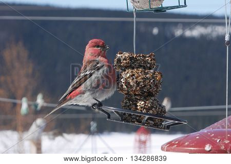 stock image of colorful male pine grosbeak on feeder