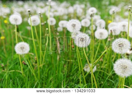 few Dandelions blooming in spring farm field