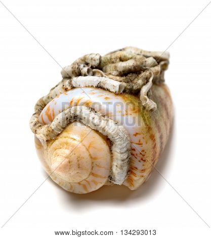Shell Of Cone Snail On White