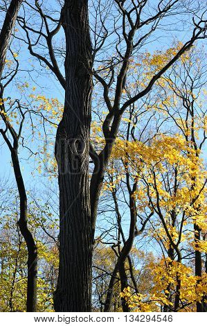 Abstract Background Of Branches Trunks And Leaves Of Autumn Oak