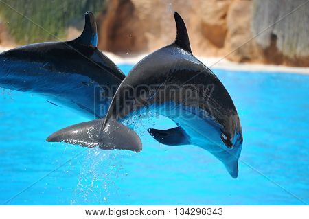 Puerto De La Cruz, Tenerife, Spain - July 5: Water Shows With Dolphins In Loro Park (loro Parque) On