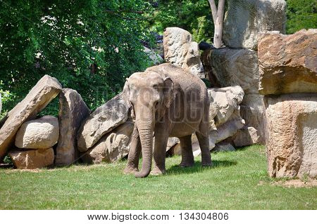 Young African elephant walking on the grass among the rocks. Elephantidae. Elephant in the wild.