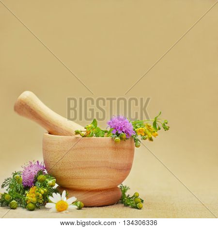 Herbal medicine or treatment background with camomile and tutsan flowers