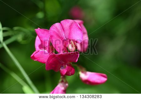 Flowers of the tuberous pea (Lathyrus tuberosus).