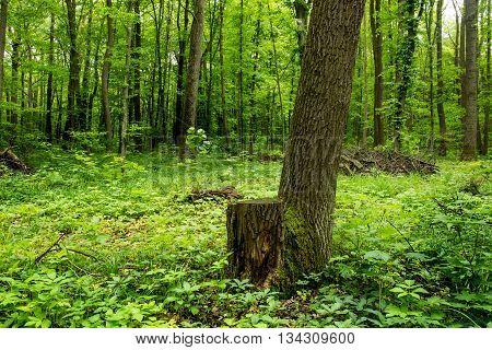 Deep forest with moss, grass and other plants