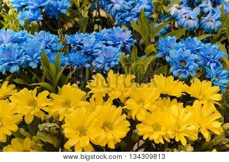 Blue And Yellow Daisies