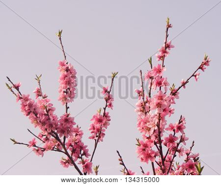 Cherry flower and cherry leaf blossom in the garden