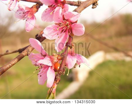 Cherry flower and cherry leaf blossom in the garden