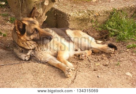 Dog is watching and guarding your home