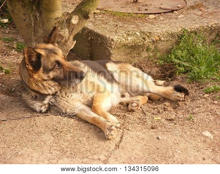 Dog is watching and guarding your home