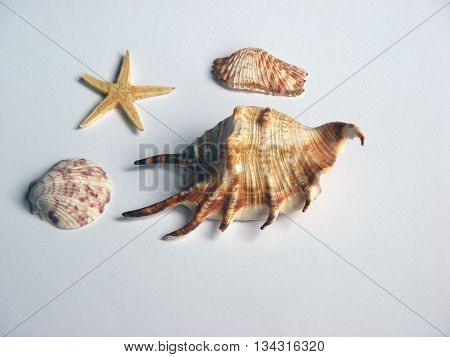 Ocean Shells and star isolated white background