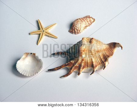 Ocean Shells and star isolated white background