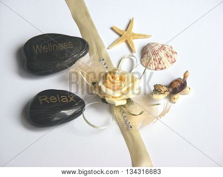 Ocean Shells and star isolated white background