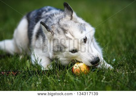Siberian Husky puppy eats apple on green grass