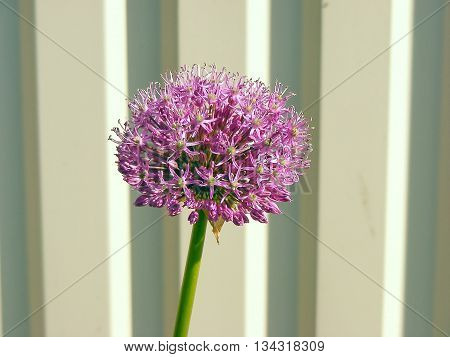 Onion flower bloom close up - macro photo