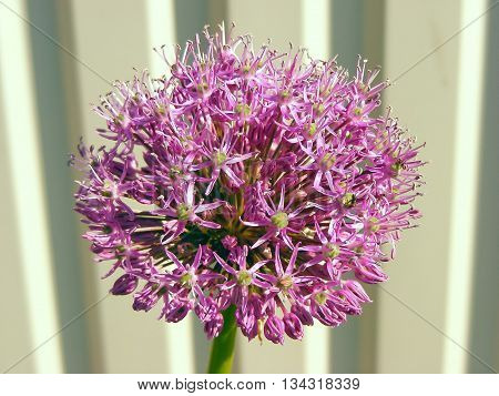 Onion flower bloom close up - macro photo