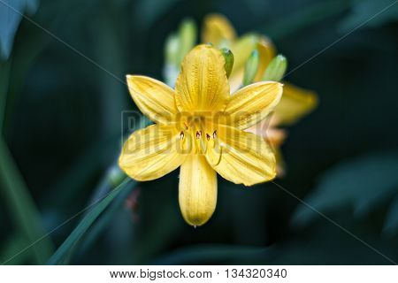 Yellow Lily blossom on a Bush in the summer garden