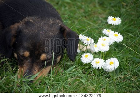 Dachshund Dog lie between white spring flowers