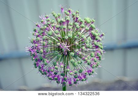 Purple spring flower with green grass macro photo