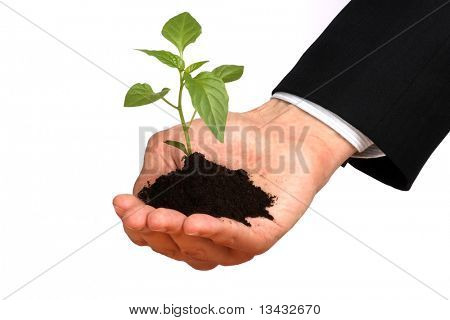 Business mænd, plante