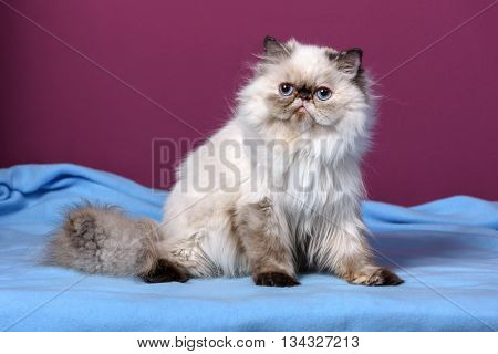 Cute persian seal tortie colorpoint kitten is sitting on a blue bedspread in front of a purple wall background