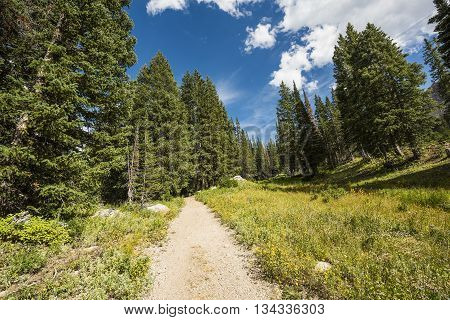 Albion Basin landscape scenery with alpine meadows photographed during summer.