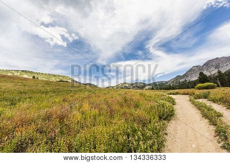 Albion Basin landscape scenery with alpine meadows photographed during summer.