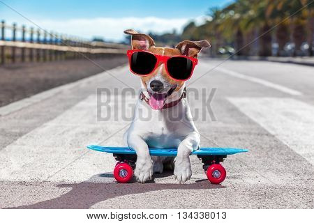 Skater Dog On Skateboard