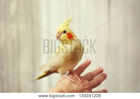 Yellow cockatiel on female hand