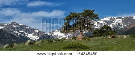 A lone evergreen grows on a hill in inside of Rocky Mountain national Park outsude of Estes Park Colorado