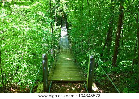 Hiking trail thru a deciduous forest with a suspension bridge taken in Tims Ford State Park, TN