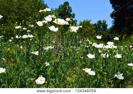 Fallugia Paradoxa Flowers which is a chaparral shrub native to California taken in a lush field