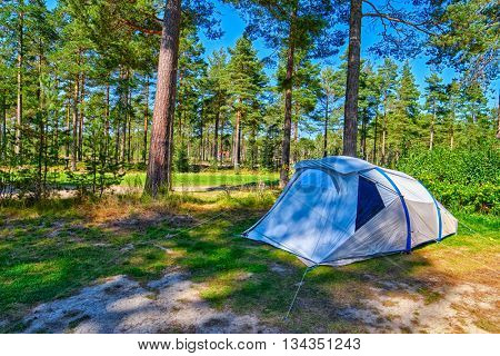 Lonely Tent on a Pine forest Campsite Pitch