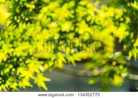 Blurred green maple leaves with branch background texture concept
