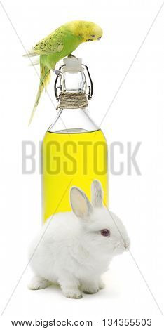 Rabbit and budgerigar bird on olive oil bottle isolated on white background. 