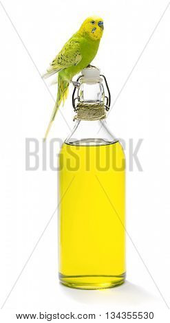 Budgerigar bird on olive oil bottle isolated on white background.
