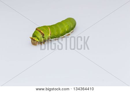 Catepillar Of Lime Butterfly ( Papilio Demoleus )