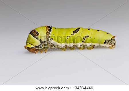 Catepillar Of Lime Butterfly ( Papilio Demoleus )